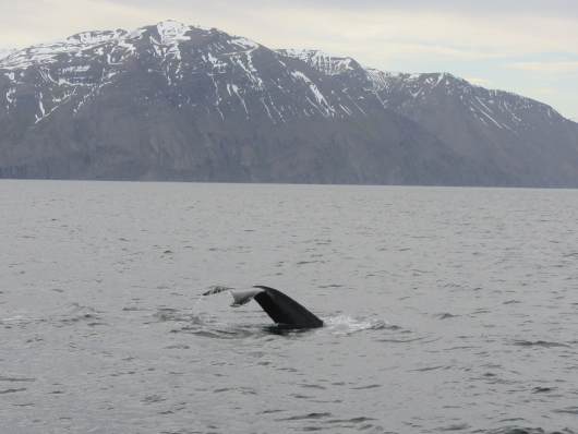 whale watching IJsland