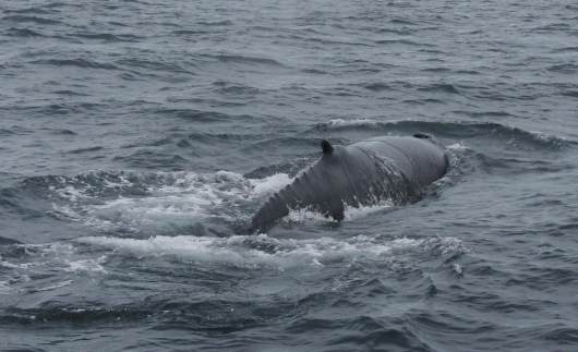 ijsland reisverhaal 2011 - Husavik whale watching