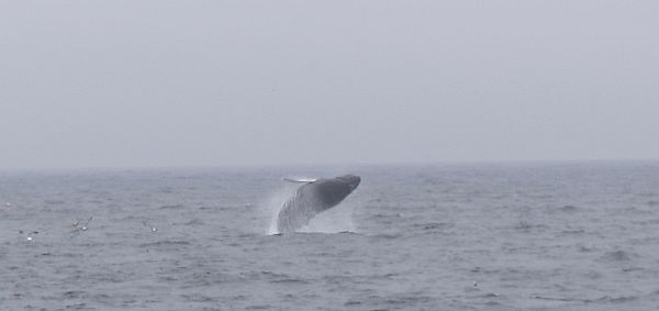 whale watching Cape cod