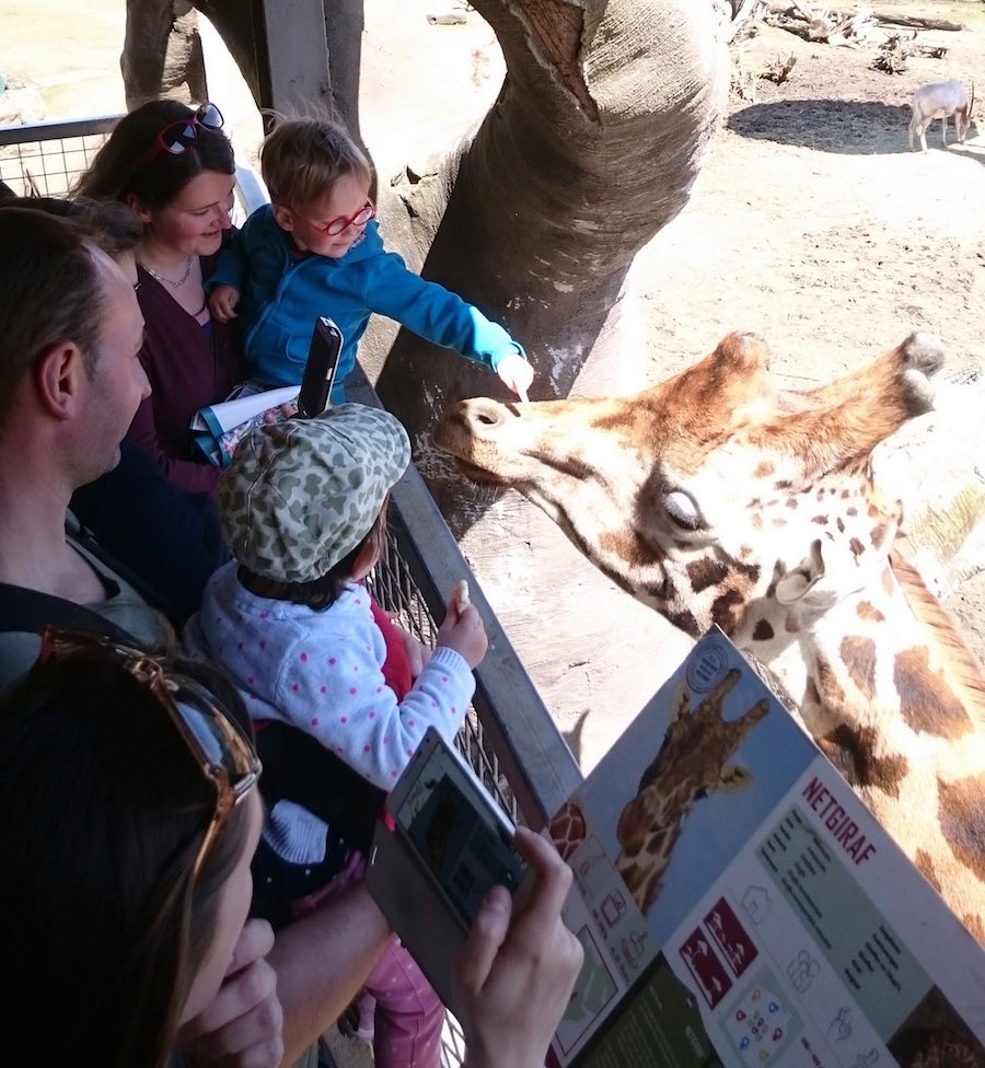 olmense Zoo giraf aaien